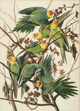 This dazzling watercolor vividly records the now-extinct Carolina parakeet. It is one of the 435 original watercolors preparatory for John James Audubon's The Birds of America (1827″8), purchased directly from the artist's widow Lucy Bakewell Audubon. John James Audubon, "Carolina Parakeet (Conuropsis carolinenis) Study for Havell plate 26,†circa 1825, watercolor, graphite, pastel, gouache and black ink on paper, laid on board, 29¾ by 21¼ inches.