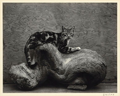 Bringing $10,800 was Edward Weston's (American, 1886‱958), "Johnny,†1944, gelatin silver print, mounted on slick white board, framed, 7½ by 9½ inches.