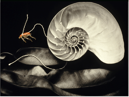 Alida Fish, "Insects and Other Creatures:  Insect with Nautilus,†1987, black and white silver gelatin print with hand applied enamel, 16 by 20 inches. Courtesy of the Schmidt-Dean Gallery, 2008.