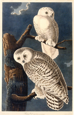 Among the Audubons in the sale was lot 70, "Snowy Owl†(Plate CXXI), hand colored etching, engraving and aquatint by R. Havell, 1831, on paper, 38 3/8 by 26 inches, that sold above the high estimate of $90,000 for $122,500. Several lots later, the "American Flamingo†Audubon sold for the same price.