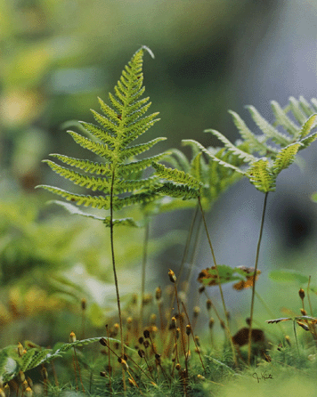 Jeannette Klute (b 1918), "Beech Fern,†dye transfer photograph, 20¼ by 16¼ inches. Bruce Museum collection, gift of George Stephanopoulos.