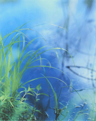 Jeannette Klute (b 1918), "Green Grasses †blue,†dye transfer photograph, 20¼ by 16¼ inches. Bruce Museum collection, gift of Richard and Elena Pollack, 2003.