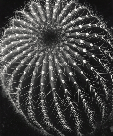 Brett Weston, "Cactus, Santa Barbara,†1931. ©The Brett Weston Archive