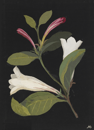 Mary Delany, "Portlandia grandiflora,†1782, collage of colored papers, bodycolor and watercolor on black ink background, British Museum, Department of Prints and Drawings. ©Trustees of the British Museum