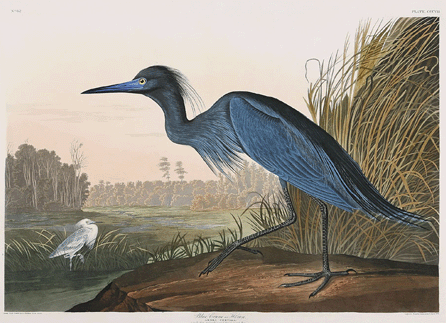 The highlight of the auction was this John James Audubon (American, 1785‱851) Havell engraving, "Blue Crane, or Heron,†which achieved the world record price of $82,250. With active telephones, absentee bids and saleroom interest, the elephant folio engraving soared above its $30/50,000 estimate, selling to a Southern collector on the telephone.