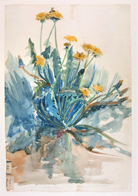 Dandelion plant, United States, Alice Gouvy, no date, watercolor on paper. Rakow Research Library. 