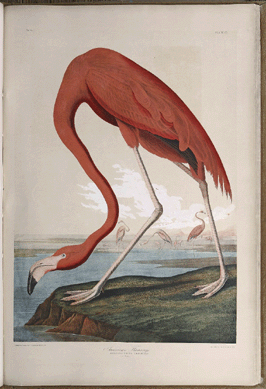 An 1860 "Bien Edition Folio†of John James Audubon's Birds of America (1826‱838) sold to a Louisiana collector bidding in the room for $271,999.