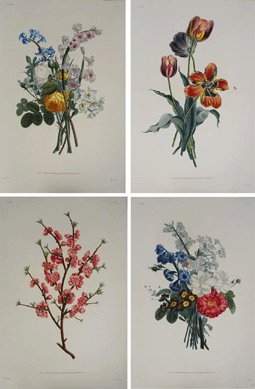 The circa 1805 edition of Collection des Fleurs et des Fruites, which included 48 colored stipple engravings by L.C. Ruotte after Jean-Louis Prévost, brought $43,125. It, along with a number of other horticultural antiquarian books, had been part of the collection of the Massachusetts Horticultural Society.