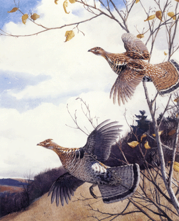 "Grouse in Flight,†watercolor on paper, 25½ by 21½ inches, signed A. Lassell Ripley.