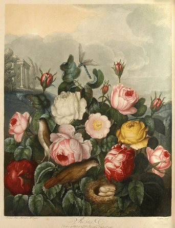 Robert John Thornton (1768‱837), "New Illustration of the Sexual System of Carolus von Linnaeus Comprehending,†The Temple of Flora, or Garden of Nature. London: for the publisher, by T. Bensley, [1799]-1807 sold for $85,400. 