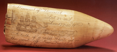 A Maine rarity, this Nineteenth Century sperm whale's tooth engraved with the ship Wiscasset of Wiscasset, Maine, brought $88,500. It is attributed to William Acorn of China, Maine. One of Maine's few whale ships, the Wiscasset is remembered as the vessel that brought Andrew Carnegie to the United States.