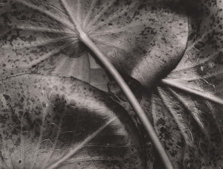 Sonya Noskowiak (United States, born Germany, 1900‱975) "Water Lily Leaves,†1931, gelatin silver print, 6½ by 8¼ inches; Center for Creative Photography, University of Arizona: Sonya Noskowiak Archive/Gift of Arthur Noskowiak.