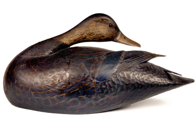 One of Elmer Crowell's finest carvings, this preening black duck was made for Stanley Smith in 1908. The primary wing, carved speculum and chip carving under the tail are unusual features. 