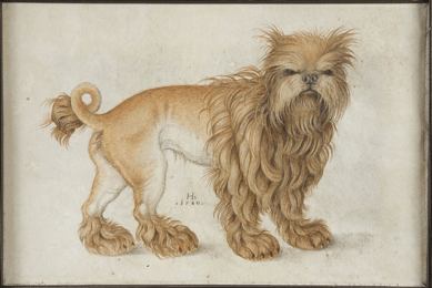 Hans Hoffman (1540/50‱591/92), "An Affenpinscher,†1580, watercolor and gouache on vellum, 10 by 14¼ inches, Kasper Collection. ©Morgan Library & Museum.