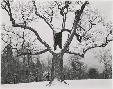 Edward Weston (1886‱958), "Tree in Snow, Tennessee,†1941, gelatin silver print, 7 5/8 by 9 5/8 inches. Courtesy of the Museum of Fine Arts, Boston.