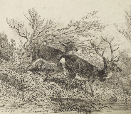 Karl Bodmer, "Stag in the Woods,†(detail shown), Nineteenth Century, pencil on paper. The Walters Art Museum, Baltimore.