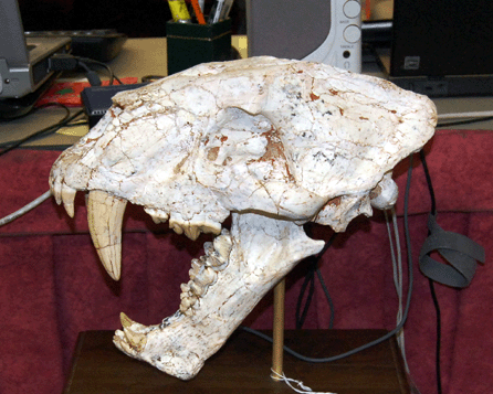 A 25-million-year-old saber tooth cat skull brought $9,875.