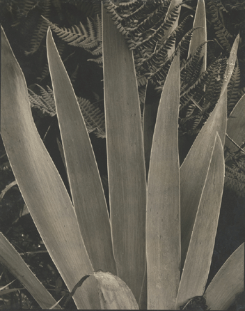 Paul Strand (American, 1890‱976), "Wild Iris, Maine,†1927′8, gelatin silver print, 9¾ by 7 13/16 inches). The Metropolitan Museum of Art, Alfred Stieglitz Collection, 1955. Courtesy Aperture Foundation, Inc, Paul Strand Archive.