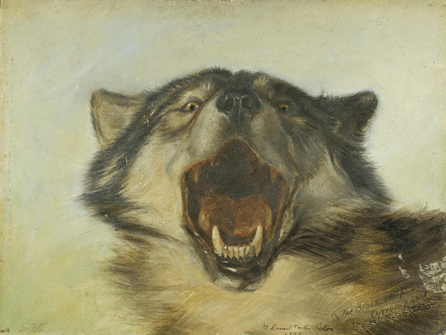 After successfully hunting down the wily leader of a wolf pack, Lobo, in New Mexico, Seton was transformed into an admirer of the feared predators. His oil painting "Black Wolf of the Currumpaw,†1893, which accompanied a story about his confrontation with Lobo, reflects Seton's ability to convey the menace of his animal hero. Courtesy of the Library of Congress.