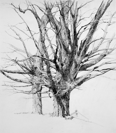 T. Allen Lawson, "Spring Maples, May 2007,†Negra lead and graphite on paper, 25½ by 22 inches.