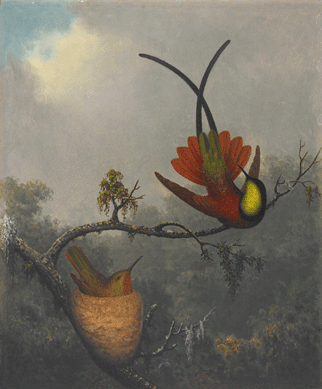 The museum has assembled a large number of Martin Johnson Heade's paintings of the hummingbirds of Brazil, shown in all their jewel-like glory in their native tropical settings. A highlight of "The Gems of Brazil†is "Crimson Topaz,†circa 1863‶4. ⁄wight Primiano photo