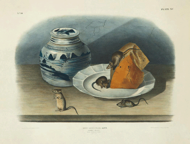 After John James Audubon prints in the sale included "Common Mouse,†a hand colored lithograph by J.T. Bowen, 1846, from The Viviparous Quadrupeds of North America, 21 by 27 inches sheet. It sold for $11,250.