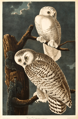 This hand colored engraving with aquatint and etching after John James Audubon (American, 1785‱851), "Snowy Owl (Plate 121),†from the Havell edition of The Birds of America, fetched $60,000.
