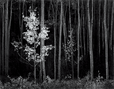 This gelatin silver print "Aspens, Northern New Mexico,†1958, by Ansel Adams (1902‱984) solidly surpassed its high estimate, selling for $35,550.