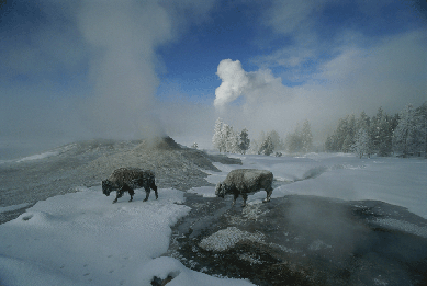An enduring symbol of the American West, the mighty bison, roams freely through another national icon †Yellowstone National Park's lion geyser, Wyoming, 1999. Norbert Rosing/National Geographic Stock.
