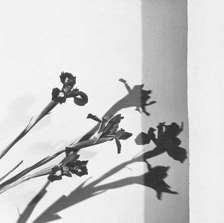 Robert Mapplethorpe, "Irises, N.Y.C.†(Y Portfolio), 1977, gelatin silver print, 7 11/16 by 7 11/16 inches, image. ©Robert Mapplethorpe Foundation.