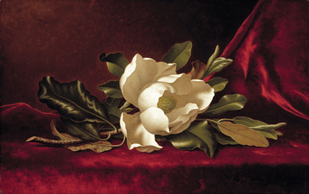 Martin Johnson Heade's 1888 "The Magnolia Blossom†is from the collection of the Timken Museum of Art. Heade painted 17 paintings and about five oil sketches of the magnolia on velvet, many executed when he lived in St Augustine, Fla.