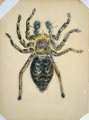 Beatrix Potter (1866‱943), "Magnified Study of a Male Jumping Spider,†December 18, 1886; watercolor, pen and ink over pencil, heightened with white, on tinted board. Cotsen Children's Library, Department of Rare Books and Special Collections, Princeton University Library. ⁐rinceton University Library.