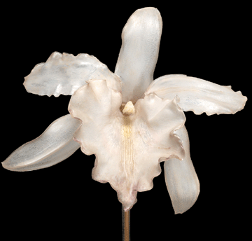 Leopold and Rudolf Blaschka, Rhynchostele rossii (Lindl.) Soto Arenas and SalazarOrchid, Orchidaceae, model 225, 1891, The Harvard University Herbaria †Harvard Museum of Natural History. ⁈illel Burger photo