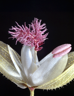 Rudolf Blaschka, Dichanthelium xanthophysum (Gray) Freckmann, Slender Rosette Grass, Poaceae, model 774, 1923, The Harvard University Herbaria †Harvard Museum of Natural History. ⁈illel Burger photo