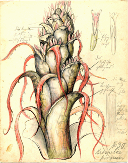 Leopold and Rudolph Blaschka, Bromelia pinguin L. Rat Pineapple, Bromeliaceae, model 451, 1894, collection of the Rakow Research Library.