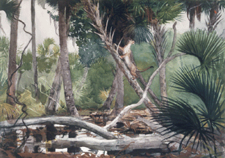 Winslow Homer, "In the Jungle, Florida,†1904, watercolor. Brooklyn Museum.