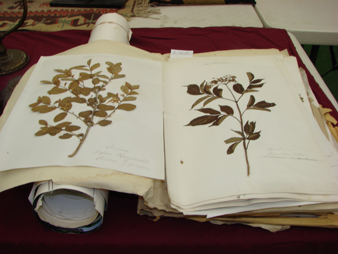 Milford - denue herbarium