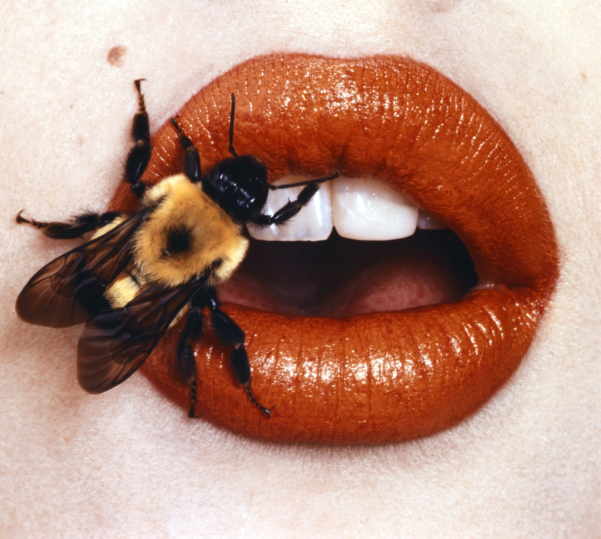 “Bee,” New York, 1995, printed 2001. Smithsonian American Art Museum, gift of The Irving Penn Foundation. ©The Irving Penn Foundation. All works shown by Irving Penn.