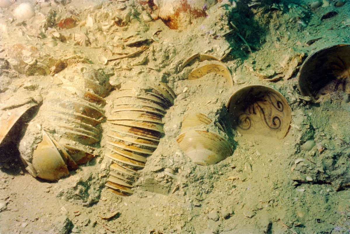 Stacks of Changsha bowls deep within the wreck mound. 	         —Michael Flecker photo