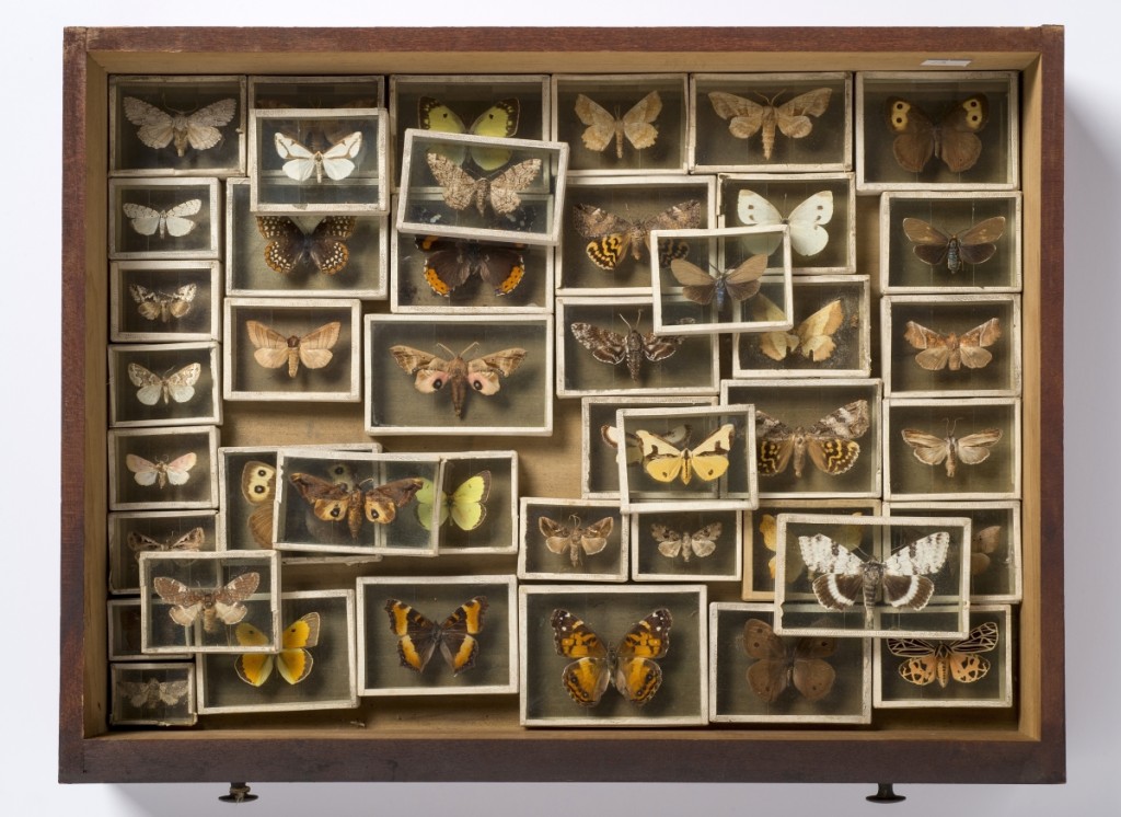 Butterflies and moths from Willard L. Metcalf’s naturalist collection chest, circa 1885–1925. Mahogany wood drawer and specimens, 18 by 13¾ inches. Gift of Henriette A. Metcalf.