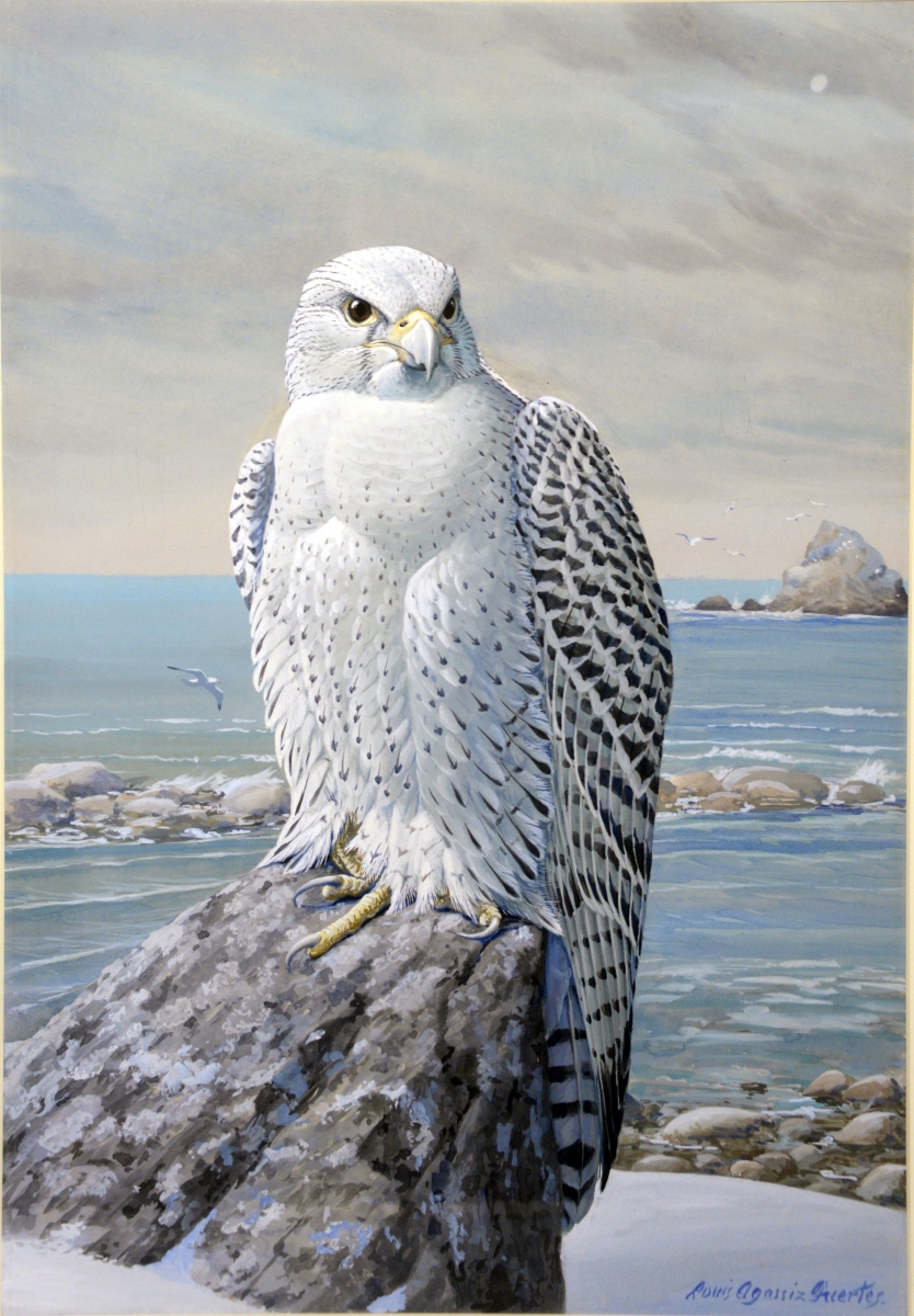 Leading the sale was “White Gyrfalcon” by Louis Agassiz Fuertes (1874–1927), gouache paper, sold for $42,000.