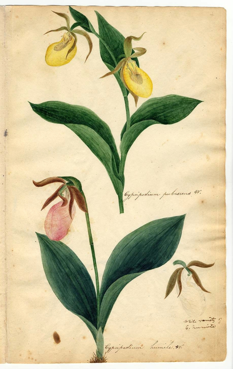 “Cypripedium pubenscens W. (Greater yellow lady’s slipper),” Herbarium parvum, pictum by Orra White Hitchcock (1796–1863); vicinity of Deerfield, Amherst and Conway, Mass., 1817–21, watercolor, pencil and pen and ink on paper, from unbound album, approximately 12- by 7- inches each. Deerfield Academy Archives.