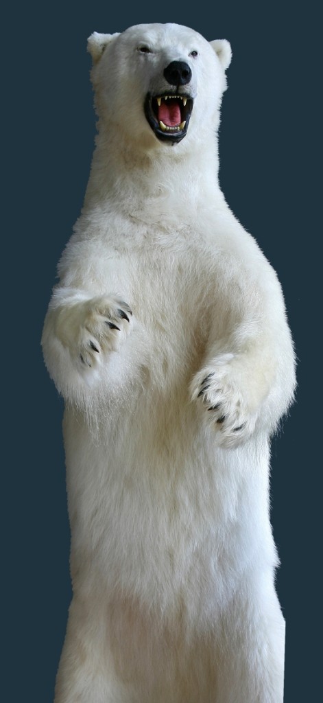 Polar Bear 2