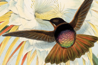 The Family of Hummingbirds: The Complete Prints Of John Gould