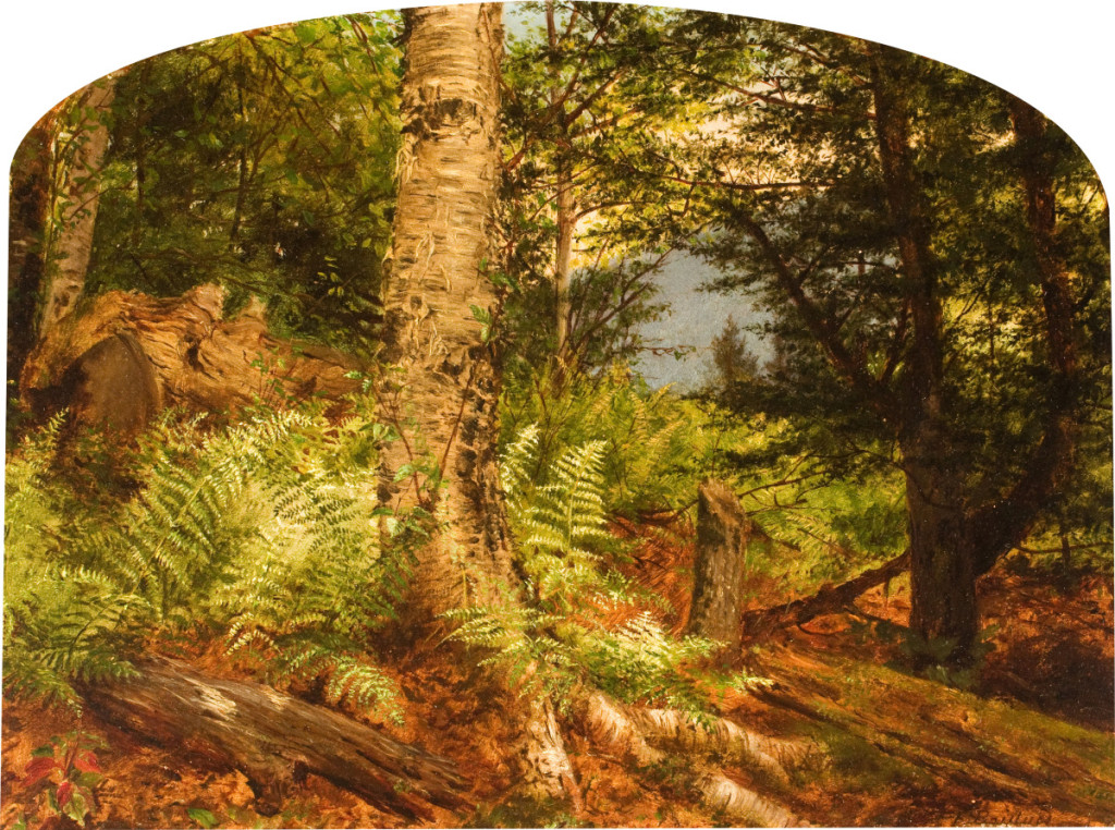 “Study of Ferns” by Fidelia Bridges, 1864. Oil on board, 10 by 12 inches. New Britain Museum of American Art, Gift of Jean E. Taylor.