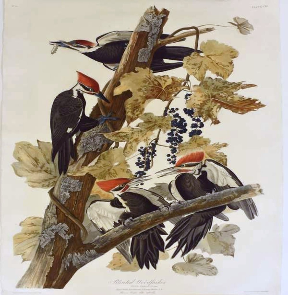 Only 186 sets of The Birds of America were printed by Robert Havell, and most of those are museums and libraries. Plate number CXI, “The Pileated Woodpecker,” was the highest priced item in the sale, realizing $23,000.