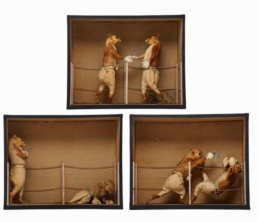 A group of three sequential display boxes by second-generation English taxidermy artist Edward Hart (1847-1928) were found desirable as they finished at $17,500. The “Prize Fight” series depicted two taxidermied squirrels as Victorian or Edwardian boxers.