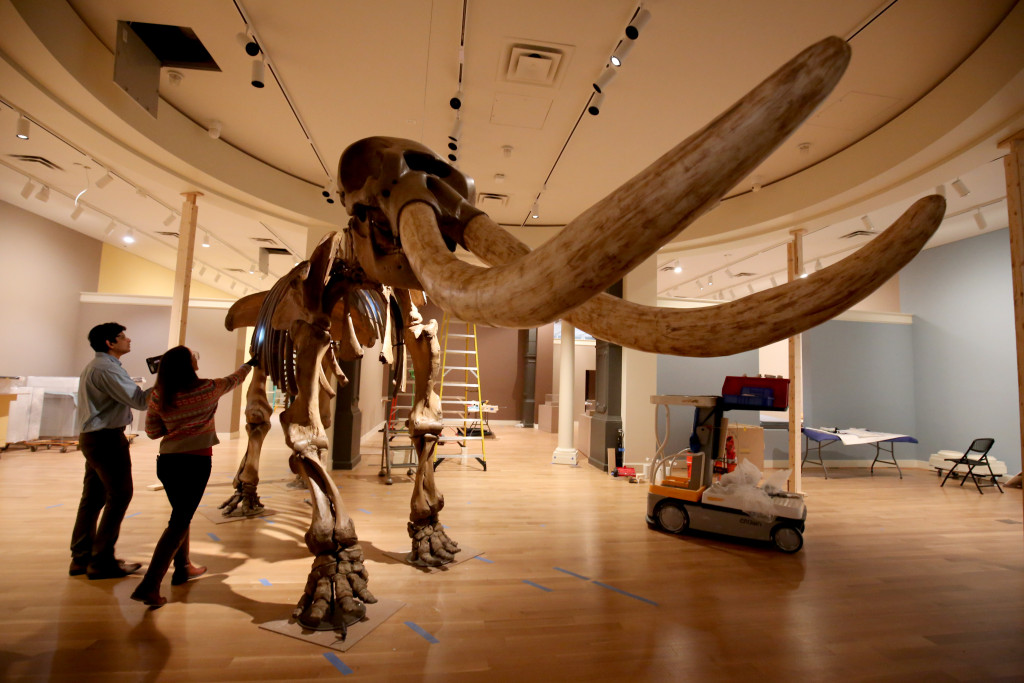 Skeleton of the Mastodon, excavated 1801-2 by Charles Willson Peale. Bone, wood and papier mâché, approximately 118 by 177 by 65 inches. Hessisches Landesmuseum, Darmstadt, Germany. Photo by Wolfgang Fuhrmannek, ©Hessisches Landesmuseum Darmstadt.