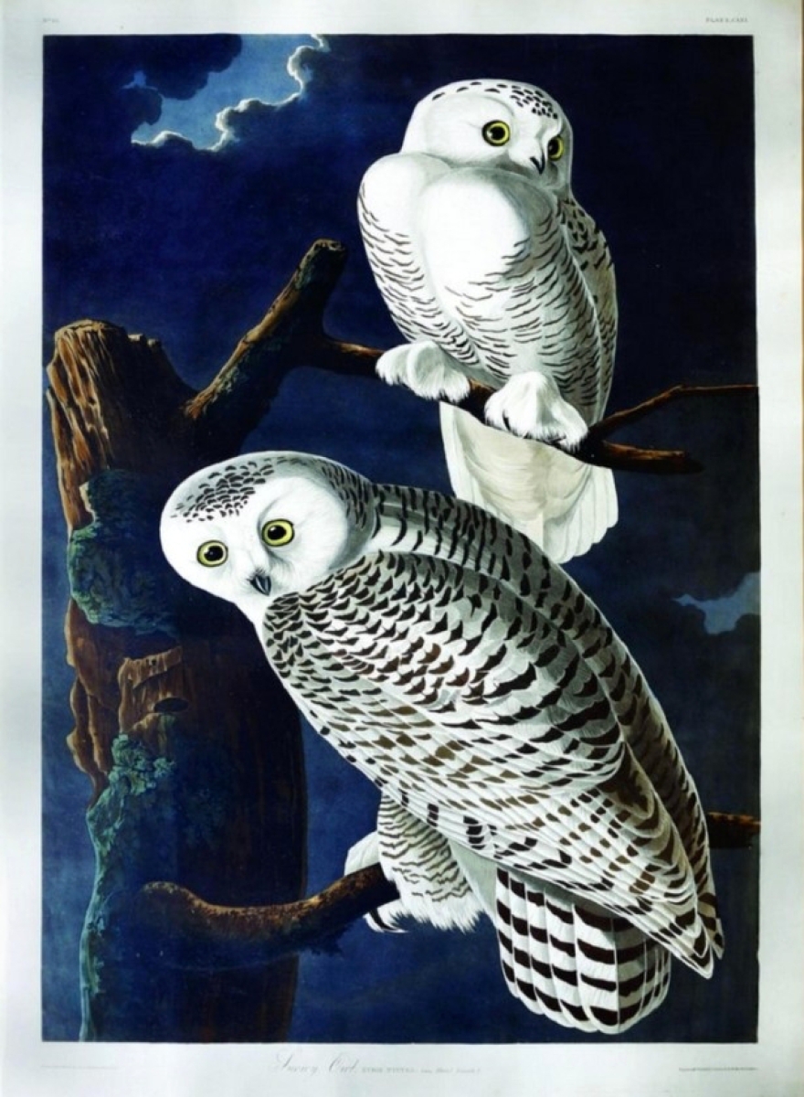 Arader Galleries, New York City and Philadelphia, was offering “Snowy Owl” by John James Audubon (1785-1851) and engraved by Robert Havell (1793-1878), plate CXXI from Birds of America.