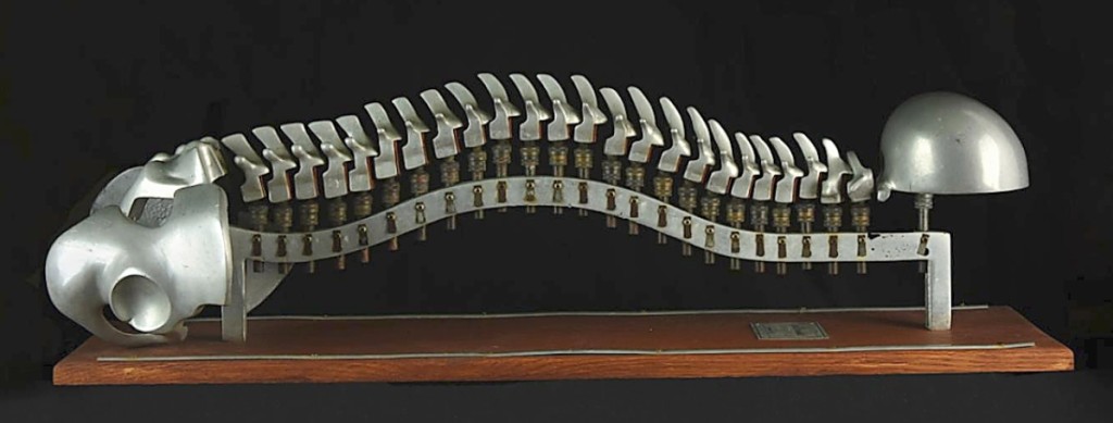 This life-sized aluminum spinal demonstrator was sold by Steven S. Powers, Brooklyn, N.Y. It was invented by George Thurman Fleet in San Antonio, Texas, patented in 1938. The movable vertebrae were each on a brass piston projecting from a square tube.